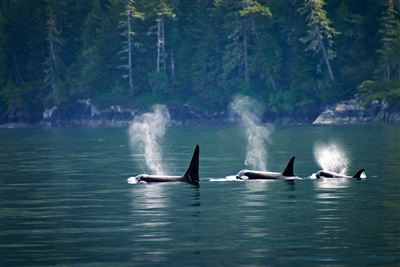 Orcas vor Vancouver Island